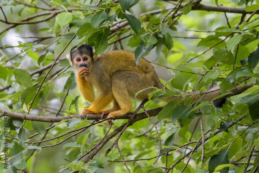 Squirrel monkey sitting in a tree Squirrel monkey sitting in a tree