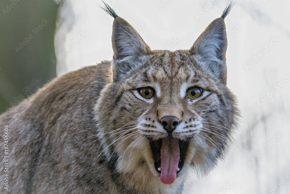 Eurasian lynx yawning while looking at the camera Eurasian lynx yawning while looking at the camera