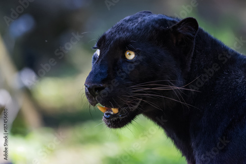 Photo Black leopard