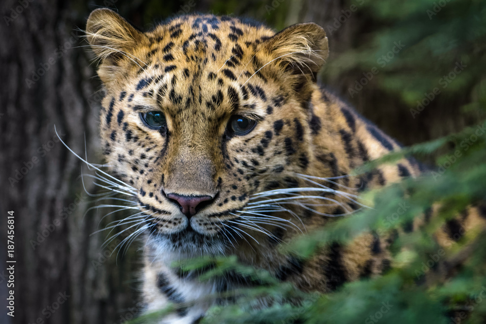 Close up of an Armur leopard - obrazy, fototapety, plakaty 