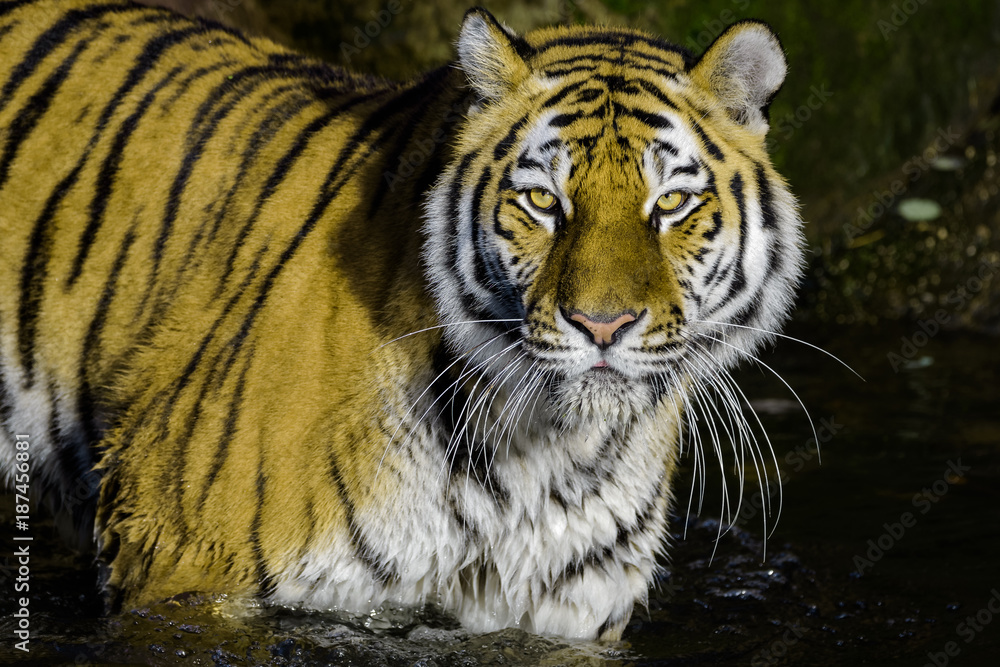 Naklejka premium Siberian tiger