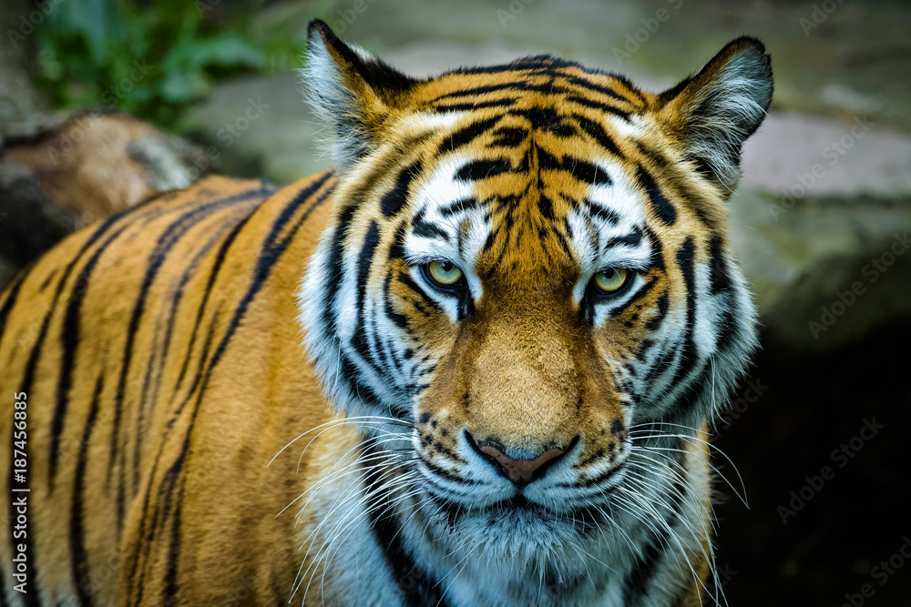 Naklejka premium Tygrys syberyjski