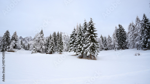 paesaggio invernale in Val Canali, nel parco naturale di Paneveggio - Trentino