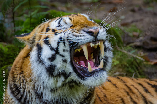 Fototapeta Naklejka Na Ścianę i Meble -  Siberian tiger yawning