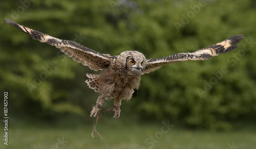 Bird of prey flying