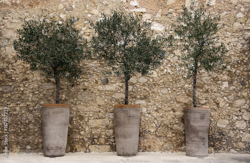 Εκτύπωση καμβά Olive trees in pots against a stone wall Crete