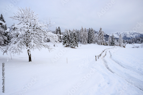 Wallpaper Mural paesaggio invernale in Val Canali, nel parco naturale di Paneveggio - Trentino Torontodigital.ca