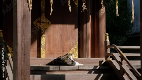 神社の建物の上で眠るネコ