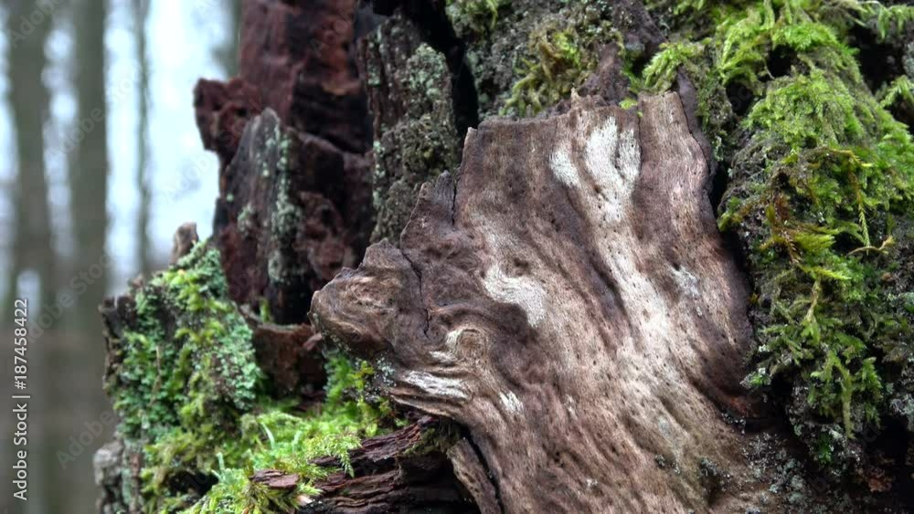 Verrottender Eichenstamm im Naturpark Spessart, Spessarteiche, Zersetzung, Vergänglichkeit, Urwald, Laubwald, 4K Verrottender Eichenstamm im Naturpark Spessart, Spessarteiche, Zersetzung, Vergänglichkeit, Urwald, Laubwald, 4K