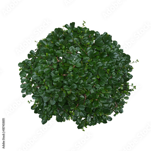 Top view of Carmona (Fukien Tea) bonsai miniature tree with dark green shiny leaves isolated on white background, clipping path included.