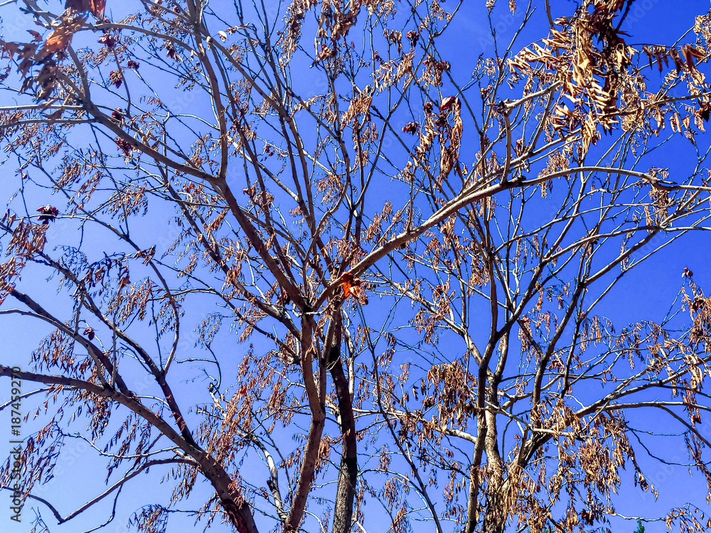 barren tree branches and blue skies in fall barren tree branches and blue skies in fall