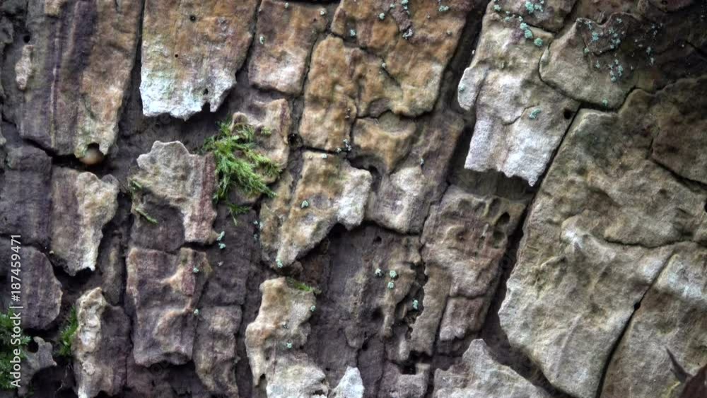Verrottender Eichenstamm im Naturpark Spessart, Spessarteiche, Zersetzung, Vergänglichkeit, Urwald, Laubwald, 4K Verrottender Eichenstamm im Naturpark Spessart, Spessarteiche, Zersetzung, Vergänglichkeit, Urwald, Laubwald, 4K