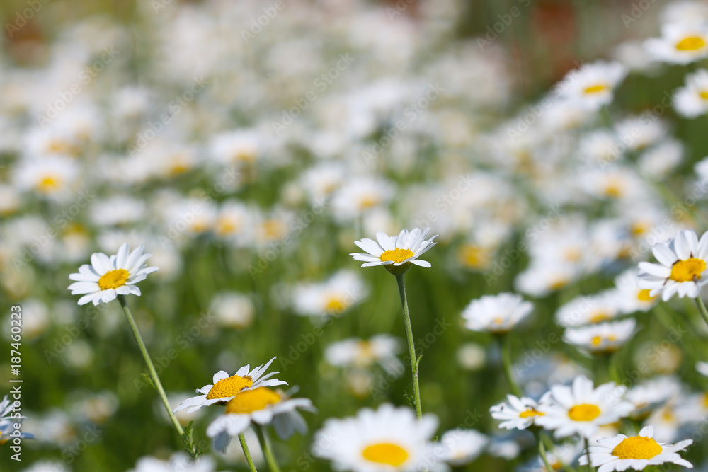 chamomile flower meadow spring season chamomile flower meadow spring season