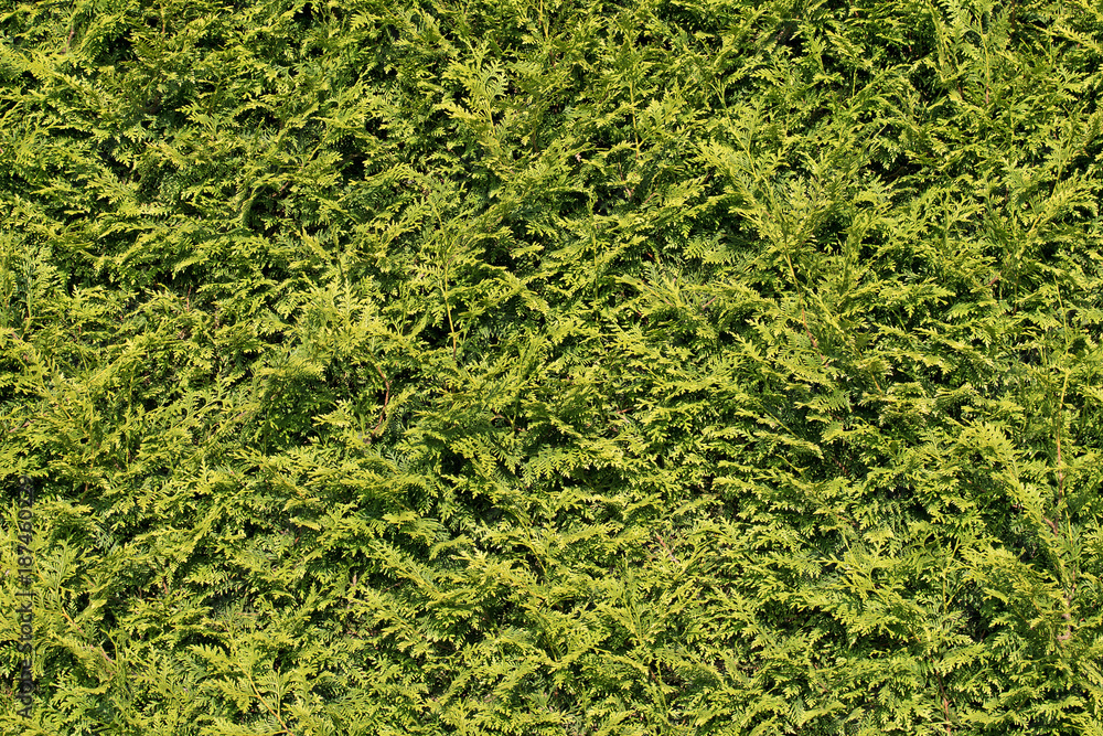 Lebensbaum, Hecke, Thuja Lebensbaum, Hecke, Thuja