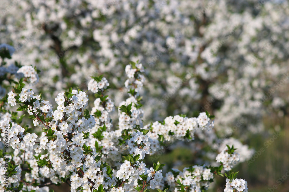 orchard apple tree branch with flowers spring season orchard apple tree branch with flowers spring season
