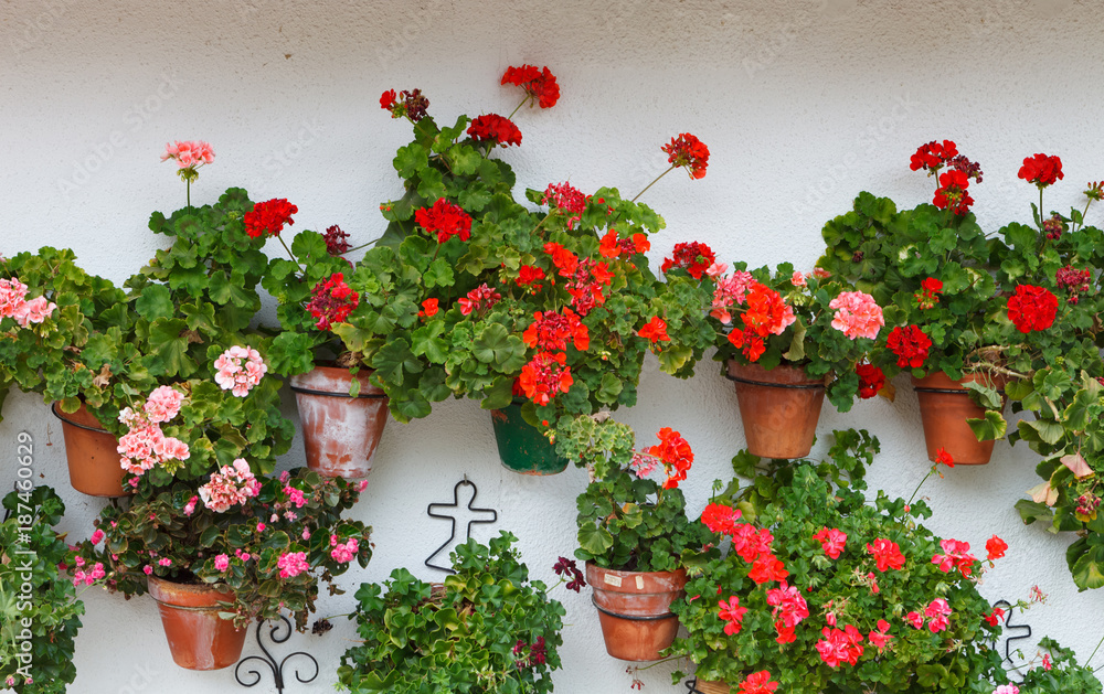 Naklejka premium Beautiful house with with pots on their windows