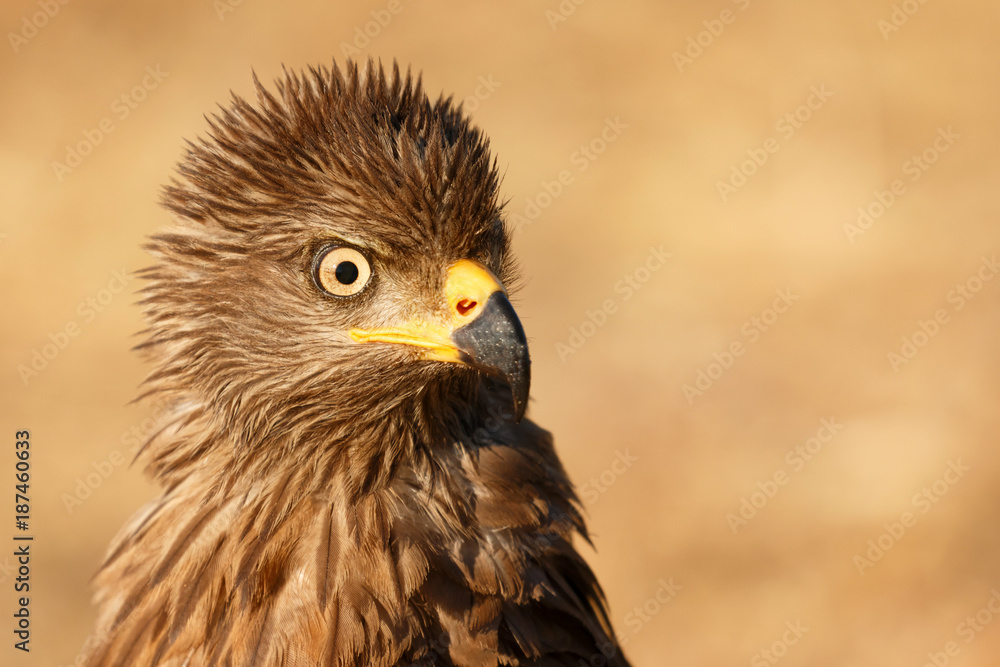 Amazing portrait of a scared kite looking something Amazing portrait of a scared kite looking something