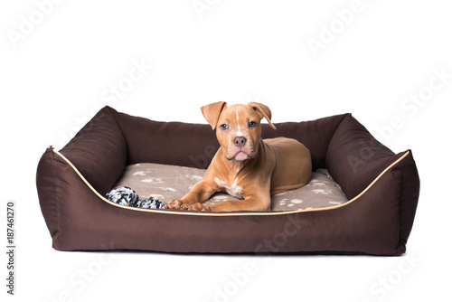 Fototapeta Naklejka Na Ścianę i Meble -  American staffordshire terrier on his bed
