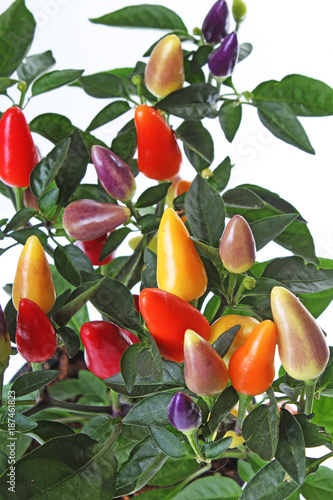 Red yellow purple mini mixed colorful chili tree. Fresh spice vegetable. Stro...