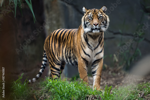 Sumatra tiger