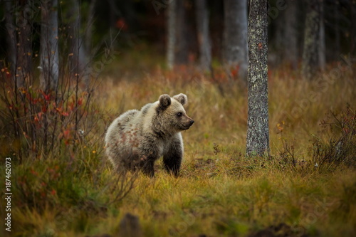 Ursus arctos. The brown bear is the largest predator in Europe. He lives in Europe, Asia and North America. Wildlife of Finland. Photographed in Finland-Karelia. Beautiful picture. From the life of th © Michal