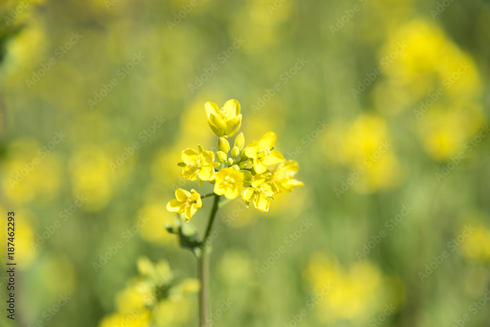 花イメージ