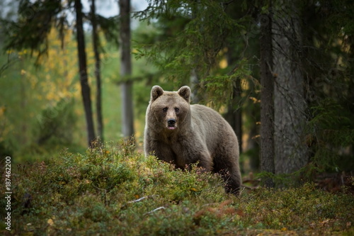 Ursus arctos. The brown bear is the largest predator in Europe. He lives in Europe, Asia and North America. Wildlife of Finland. Photographed in Finland-Karelia. Beautiful picture. From the life of th