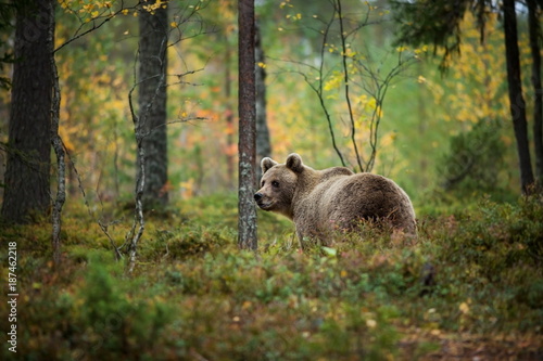 Ursus arctos. The brown bear is the largest predator in Europe. He lives in Europe, Asia and North America. Wildlife of Finland. Photographed in Finland-Karelia. Beautiful picture. From the life of th © Michal