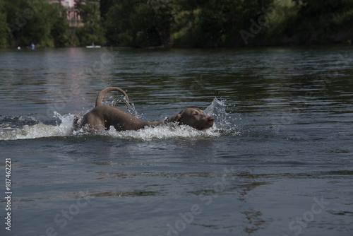 Dog swimming in river photo