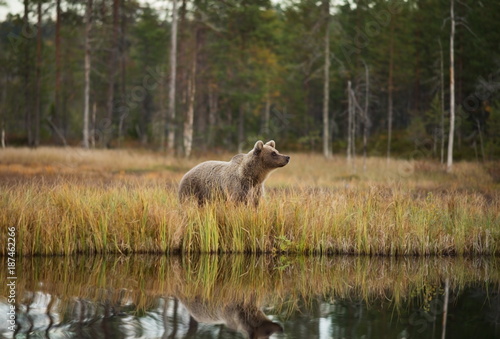 Ursus arctos. The brown bear is the largest predator in Europe. He lives in Europe, Asia and North America. Wildlife of Finland. Photographed in Finland-Karelia. Beautiful picture. From the life of th