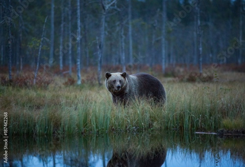 Ursus arctos. The brown bear is the largest predator in Europe. He lives in Europe, Asia and North America. Wildlife of Finland. Photographed in Finland-Karelia. Beautiful picture. From the life of th