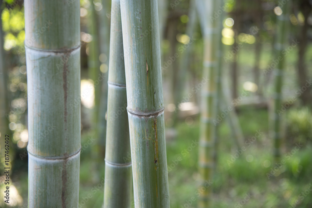 Fototapeta premium 花イメージ