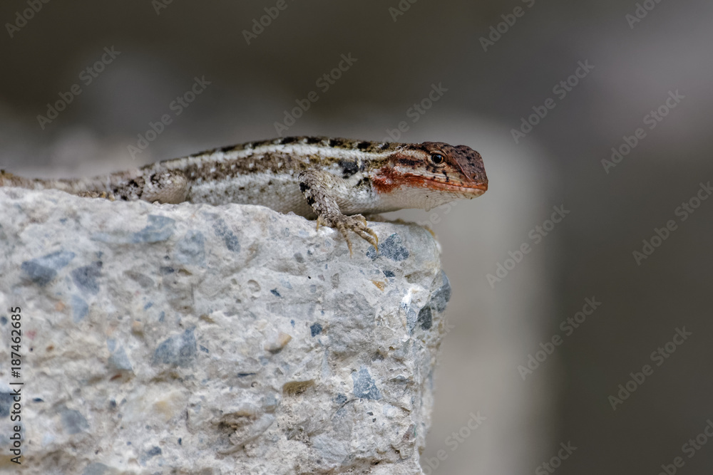Lizard sitting on a rock