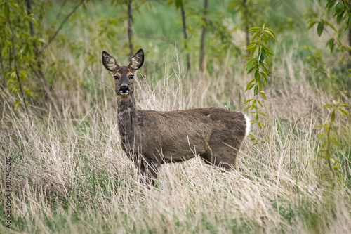 Fototapeta Naklejka Na Ścianę i Meble -  Roe deer in a field