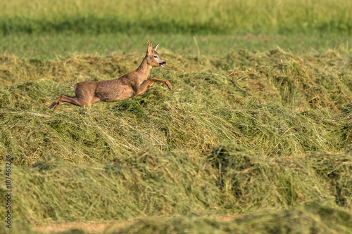 Fototapeta Naklejka Na Ścianę i Meble -  Roe deer in a field