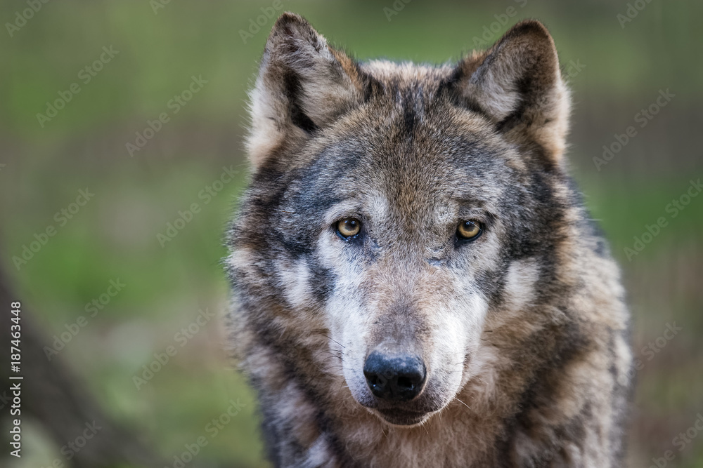 Fototapeta premium European wolf