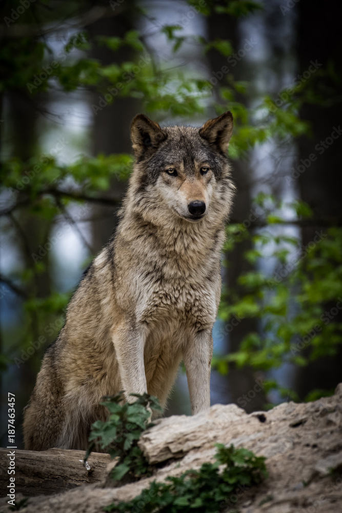 Canadian timberwolf in a forest