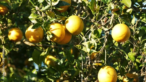 Oranges on Tree