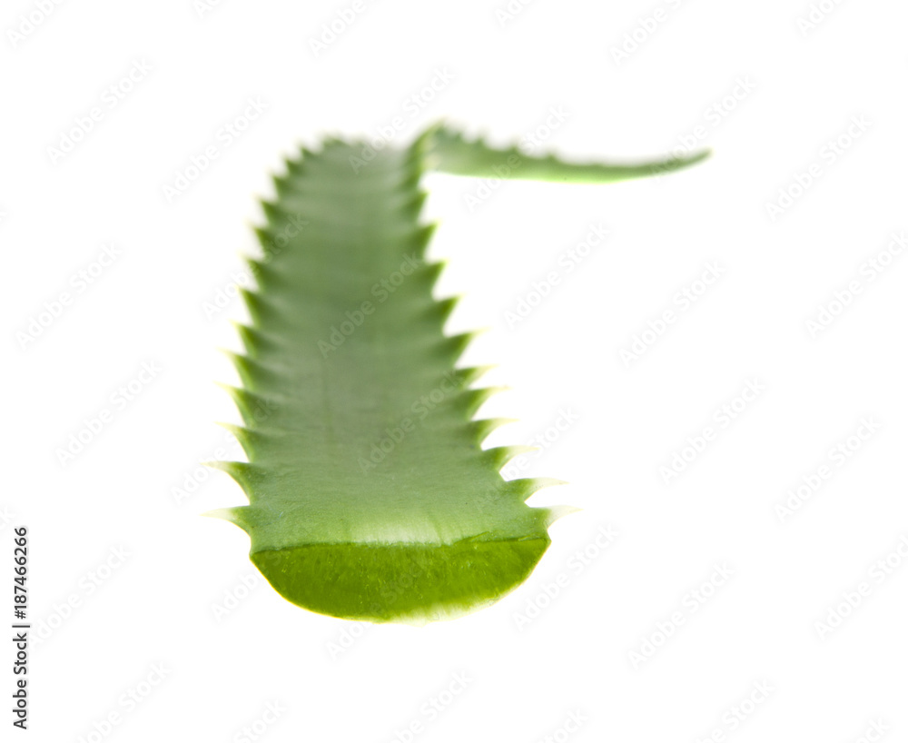 Fototapeta premium aloe isolated on white background