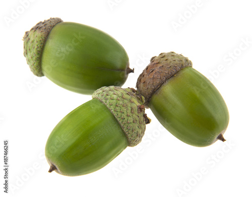 acorns isolated on white background