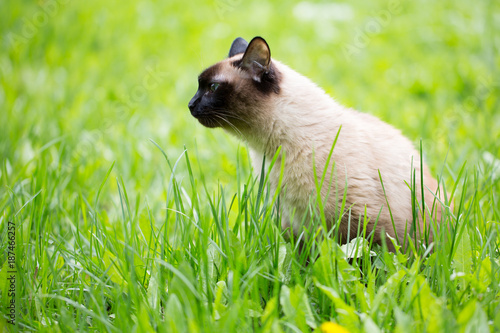 Siamese cat in the grass with blue eyes