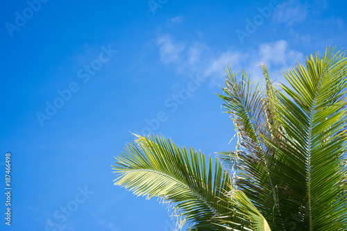 Coconut palm trees and blue sky background.