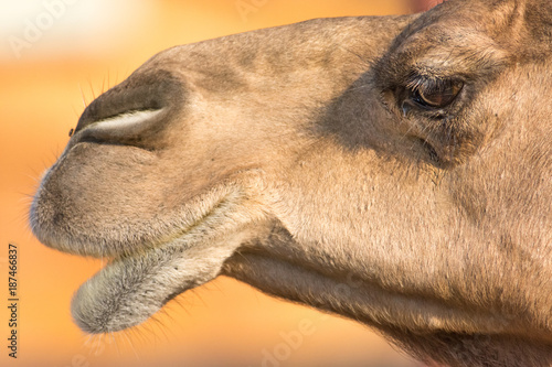 Camel (dromedary or one-humped Camel), Emirates Park Zoo, Abu Dhabi, UAE