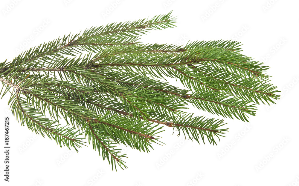 branch of Christmas tree isolated on white background branch of Christmas tree isolated on white background
