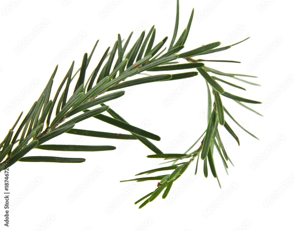 branch of Christmas tree isolated on white background branch of Christmas tree isolated on white background
