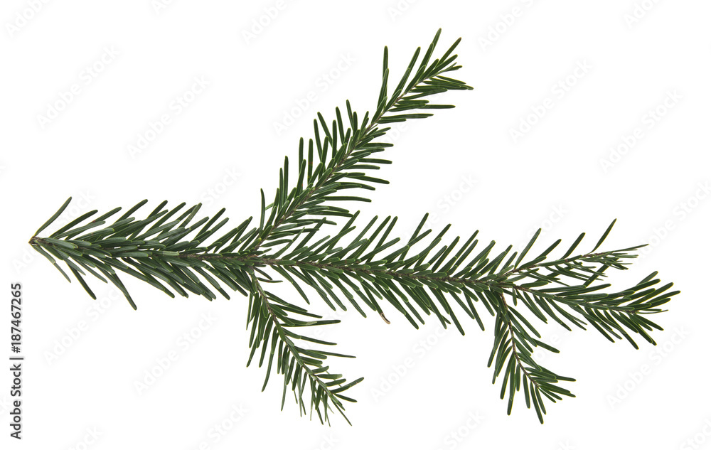 branch of Christmas tree isolated on white background branch of Christmas tree isolated on white background