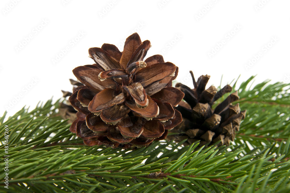 branch of Christmas tree and cones isolated on white background