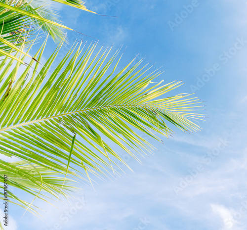 Palm trees against blue sky.Palm trees at tropical coast.vintage tone.