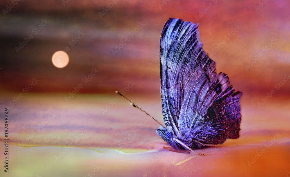 Fototapeta Siedzący motyl wygląda jak żaglówka wyrzucona z morza na pustyni.