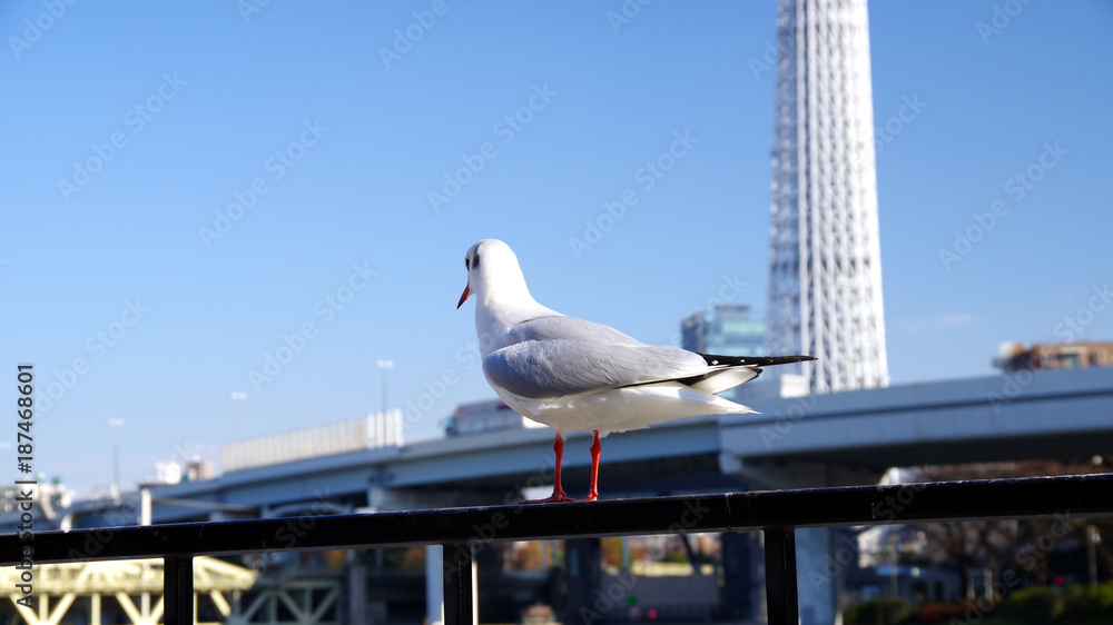 後ろから見たカモメ